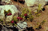 Pernettya mucronata
